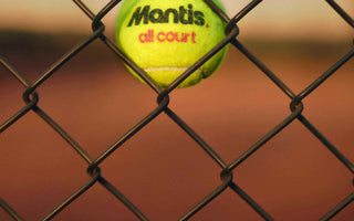 Mantis tennis ball stuck in chain-link fence on tennis court at sunset